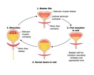 Overactive Bladder | South Central Urology Clinic | South Central ...